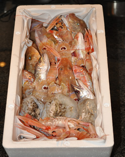 fishbox classico