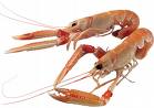 SCAMPI FISHBOX DELUXE ORO