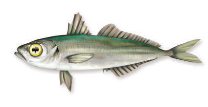 suro Pesce Ritrovato