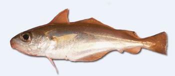 alici