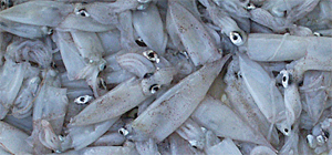 alici