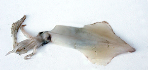 alici