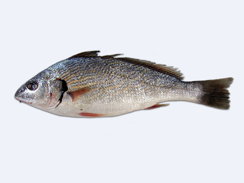 ombrine fishbox da forno